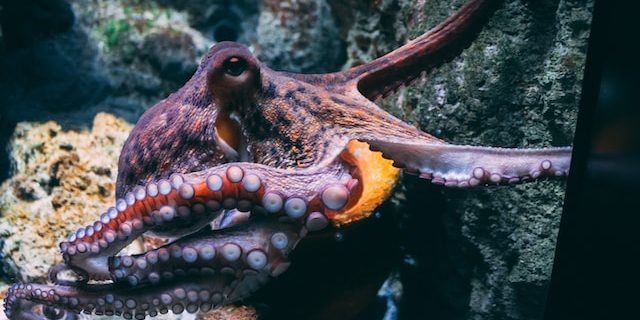 diane-picchiottino-dW0gfo__uU8-unsplash