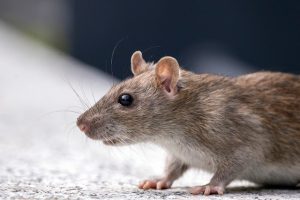 verschil rat en muis