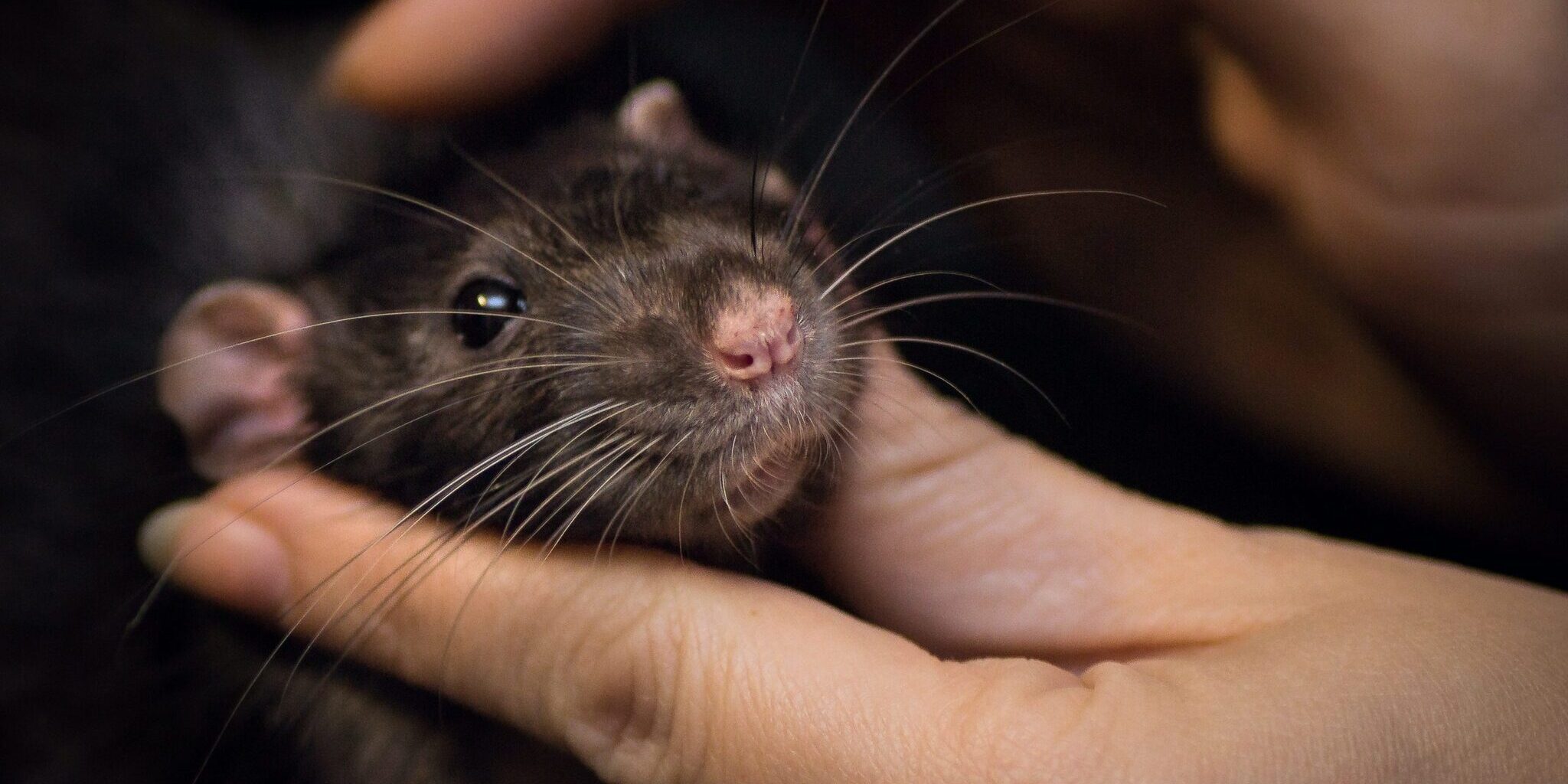 verschil tussen muis en rat