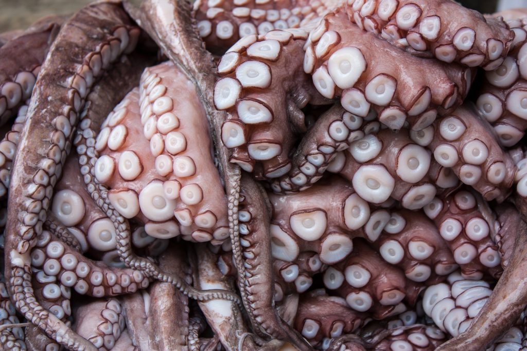 verschil tussen inktvis en octopus