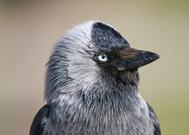 pexels-nibman-12022419 verschil tussen kauw en roek