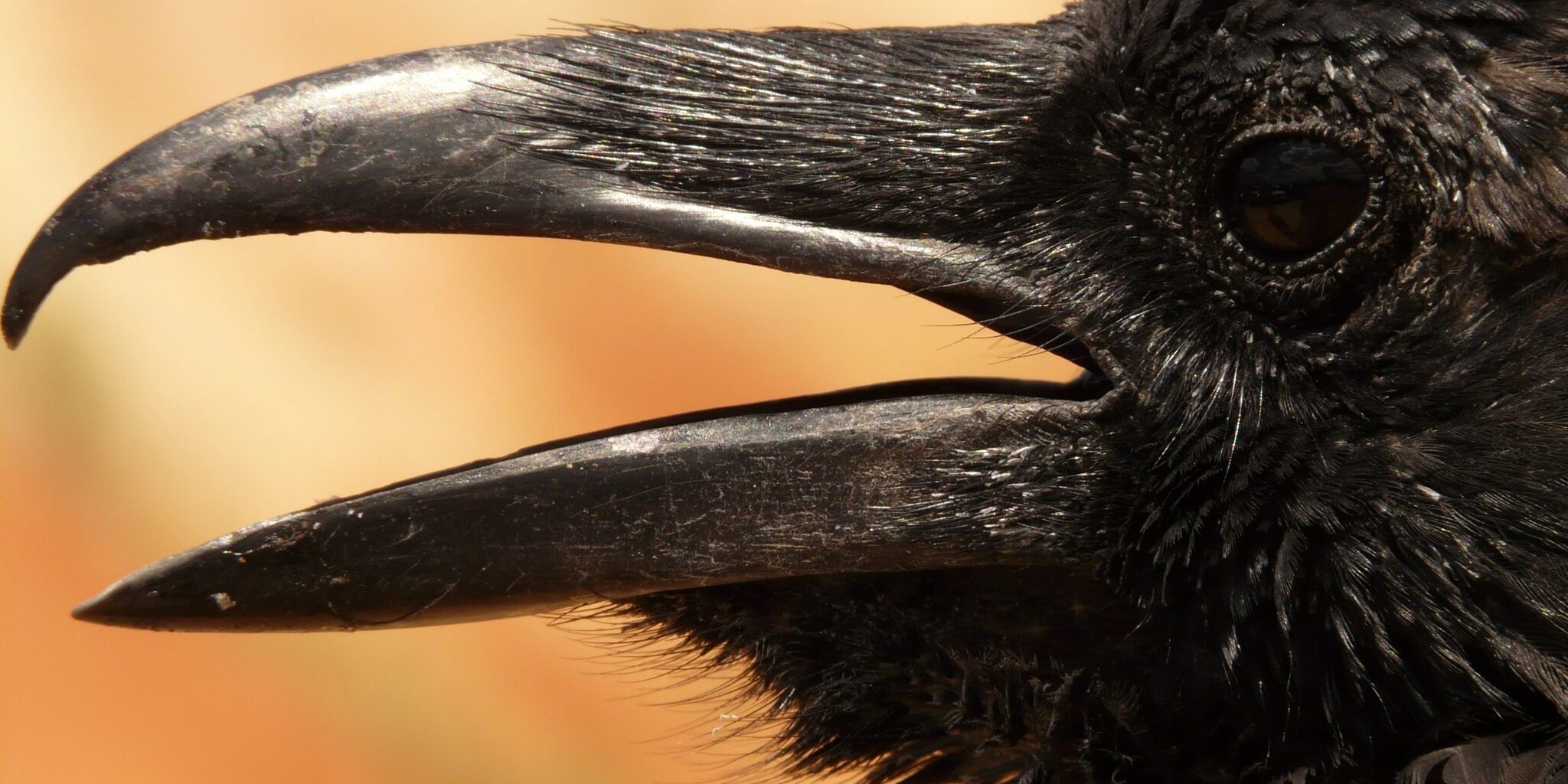 pexels-pixabay-87078 verschil tussen raaf en kraai
