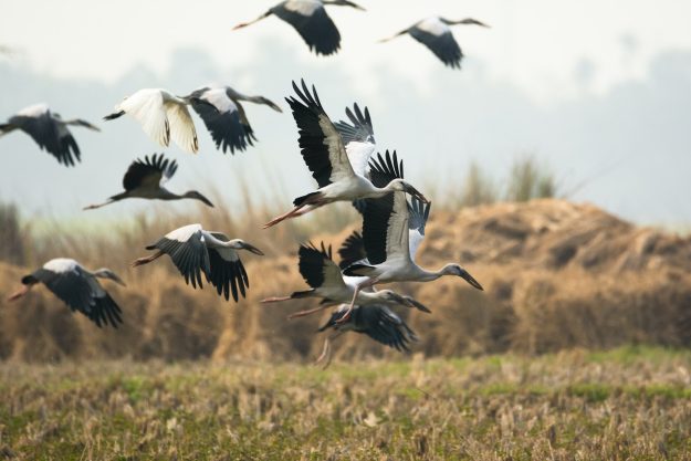 verschil tussen reiger en ooievaar verschil tussen reiger en ooievaar