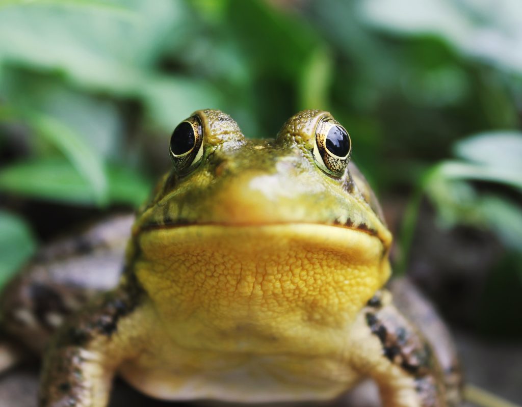 Het verschil tussen een kikker en pad | Alle verschillen uitgelegd.