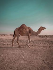 kameel en dromedaris verschil