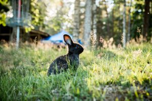 verschil konijn en haas