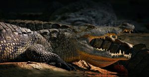 verschil krokodil alligator