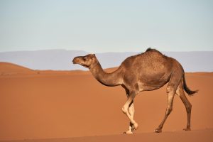 dromedaris kameel verschillen