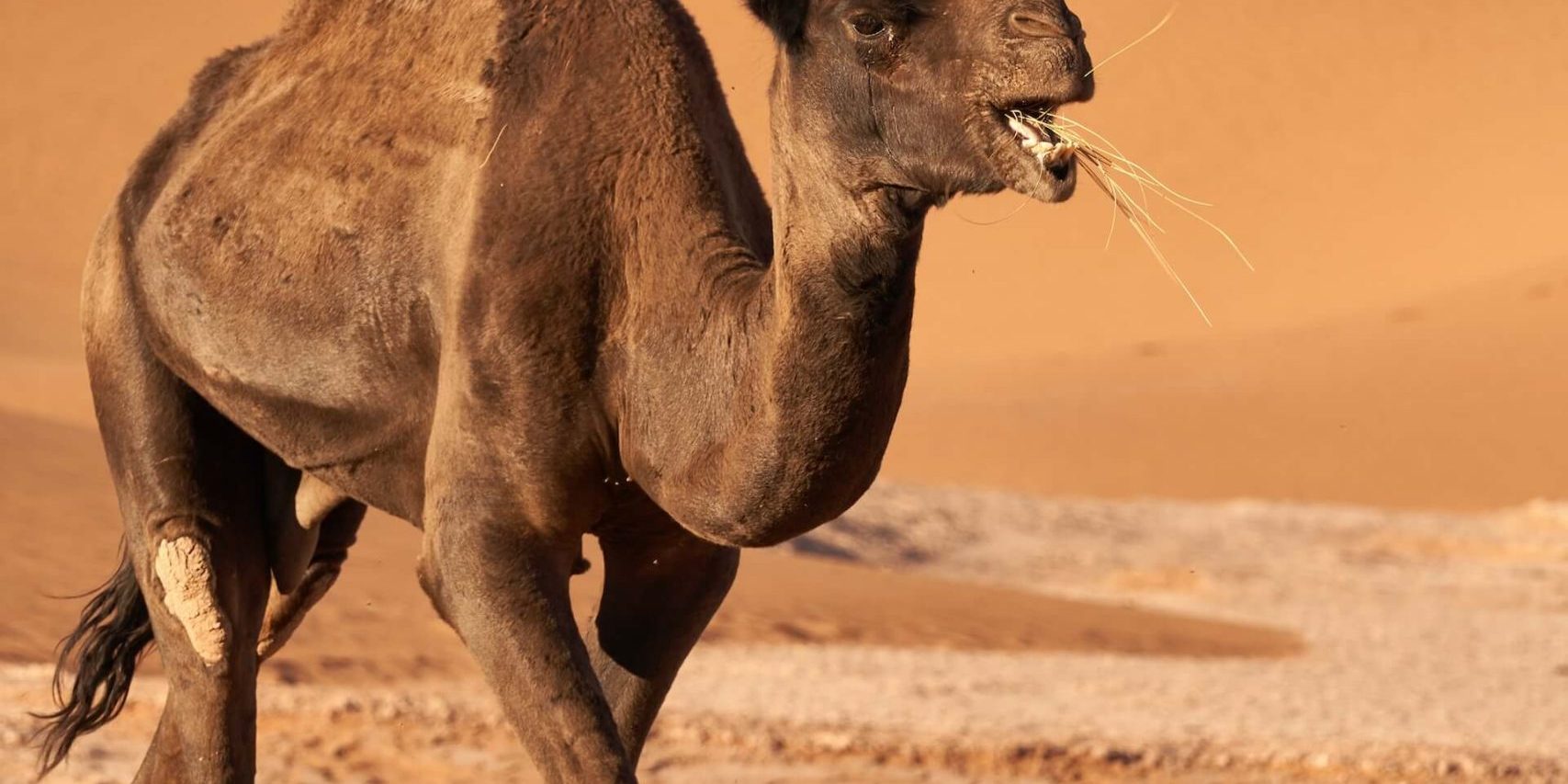 Het verschil tussen een kameel en dromedaris | Verschil-tussen.nl