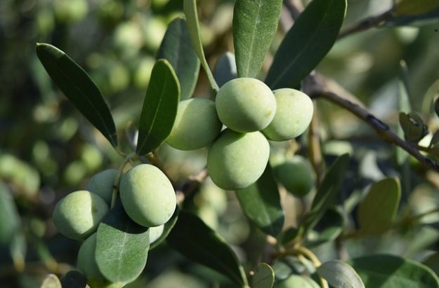 Verschil tussen de olijfboom en olijfstruik Verschil tussen de olijfboom en olijfstruik