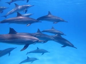 verschil bruinvis en dolfijn