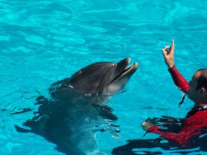 verschil bruinvis en dolfijn
