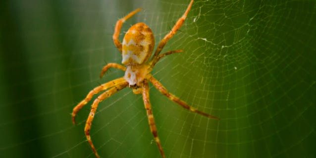 verschil wolfspin en valse wolfspin