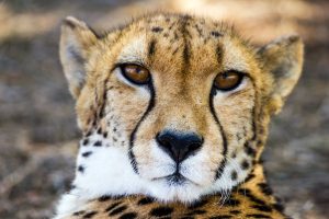verschil cheetah en luipaard
