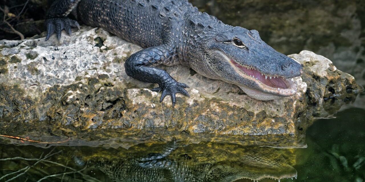 pexels-adriaan-greyling-769433-scaled verschil alligator en krokodil in het water