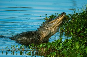 verschil alligator en krokodil