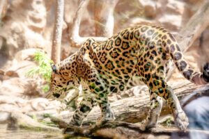 luipaard of jaguar