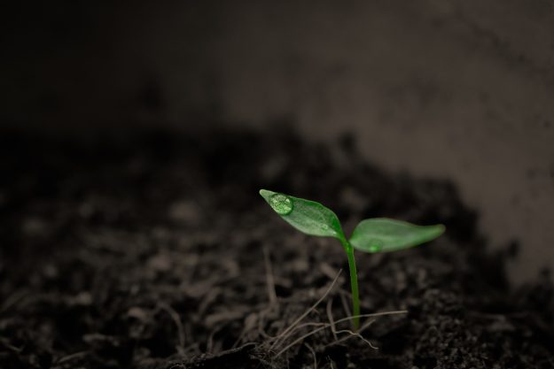 plant-2551467_1280 Verschil tussen regeneratie en bodemsanering
