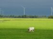 Grazende koeien in een weiland met windmolens op de achtergrond, passend bij de productie van mixgroen gas